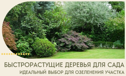 Быстрорастущие деревья для сада идеальный выбор в Химках
