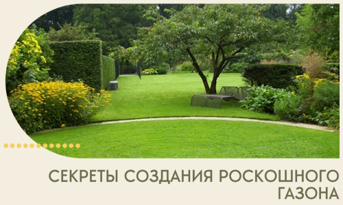 Секреты создания роскошного газона в Химках